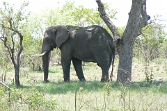0183-Reis Zuid-Afrika2007